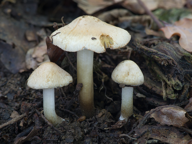 Inocybe tenebrosa